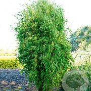 Fargesia 'Obelisk' 100-125 cm 5,0L
