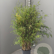 Fargesia 'Obelisk' 125-150 cm 15L