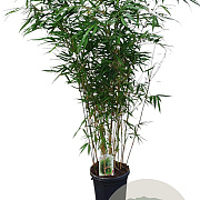 Fargesia robusta 'Pingwu' 125-150 cm 10L