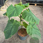 Paulownia tomentosa 40-60 cm 5,0L