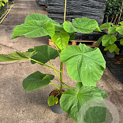 Paulownia tomentosa 60-100 cm 5,0L