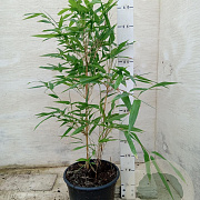 Phyllostachys aureos. 'Spectabilis' 40-50 cm 2,0L