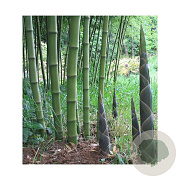 Phyllostachys atrovaginata 200-250 cm cont. 1000L