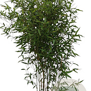 Phyllostachys bissetii 125-150 cm 10L
