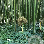 Phyllostachys Prominens 40-60 cm 5,0L