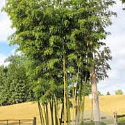 Phyllostachys vivax 40-50 cm 5,0L