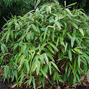 Sasa tsuboiana 25-50 2,5L