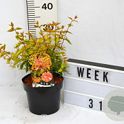 Abelia grandifl. 'Kaleidoscope' 40-60 cm 3,0L