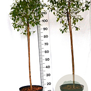 Betula pendula 'Magical Globe' 40-60 cm 10L