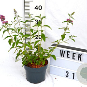 Buddleja weyer. 'Flower Power' 30-40 cm 2,0L