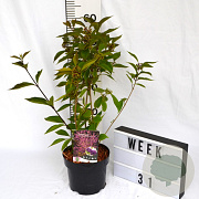 Callicarpa bod. Magical Deep Purple 40-60 cm 3,0L