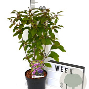Callicarpa bod. 'Profusion' 40-60 cm 3,0L