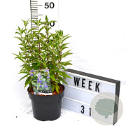 Caryopteris cland. Grand Bleu 40-60 cm 3,0L