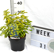 Caryopteris cland. Hint of Gold 40-60 cm 3,0L