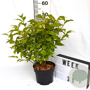 Callicarpa jap. 'Leucocarpa' 40-60 cm 3,0L