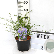Ceanothus 'Concha' 40-60 cm 3,0L