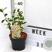 Ceanothus del. 'Henri Défossé' 40-60 cm 3,0L