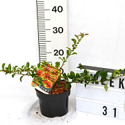 Chaenomeles sup. 'Orange Trail' 30-40 cm 2,0L