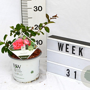 Chaenomeles spec. 'Pink Storm' 40-60 cm 3,0L