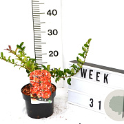Chaenomeles sup. 'Red Trail' 30-40 cm 2,0L