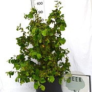 Corylus a. Medusa 50-70 cm 12L