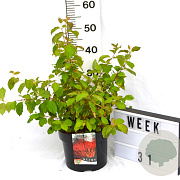 Cornus sang. 'Winter Beauty' 40-50 cm 5,0L