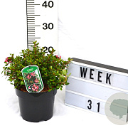 Escallonia 'Red Dream' 40-60 cm 3,0L
