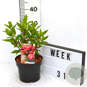 Hydrangea pan. Bonfire 40-60 cm 3,0L