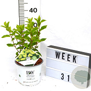 Hydrangea pan. Little Lime 40-60 cm 3,0L