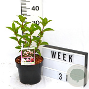 Hydrangea pan. Living Pink & Rose 40-60 cm 3,0L