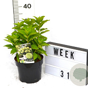 Hydrangea pan. Little Spooky 40-60 cm 3,0L