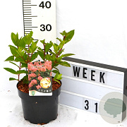 Hydrangea pan. 'Pink Diamond' 40-60 cm 3,0L