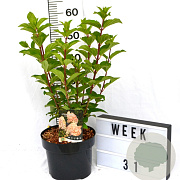Hydrangea pan. 'Silver Dollar' 40-50 cm 5,0L