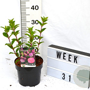Hydrangea pan. Sundae Fraise 40-60 cm 3,0L