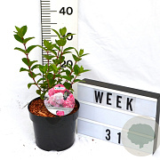 Hydrangea pan. Vanille-Fraise 40-60 cm 3,0L
