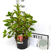 Hydrangea pan. 'Wim's Red' 40-50 cm 5,0L