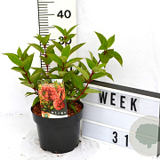 Hydrangea pan. 'Wim's Red' 40-60 cm 3,0L