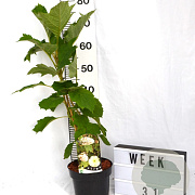 Hydrangea quercifolia 40-60 cm 3,0L