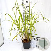 Miscanthus s. 'Memory' 40-60 cm 3,0L