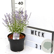 Perovskia atripl. 'Prime Time' 40-60 cm 3,0L