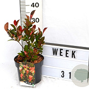 Photinia fraseri 'Little Red Robin' 40-60 cm 3,0L