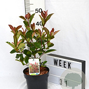 Photinia fraseri 'Mandarino' 40-60 cm 3,0L