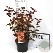 Physocarpus opulif. Diable d'Or 40-60 cm 3,0L