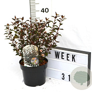 Physocarpus opulif. Little Joker 40-60 cm 3,0L