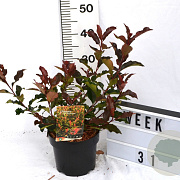 Physocarpus opulif. Magic Ball 40-60 cm 3,0L