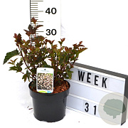Physocarpus opulif. 'Red Baron' 40-60 cm 3,0L
