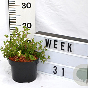 Potentilla f. 'Abbotswood' 30-40 cm 2,0L