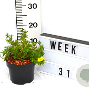 Potentilla f. 'Goldfinger' 30-40 cm 2,0L