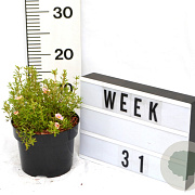 Potentilla f. 'Pretty Polly' 30-40 cm 2,0L