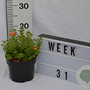 Potentilla f. 'Red Ace' 30-40 cm 2,0L